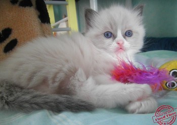 chaton mâle blue bicolour - 4 semaines - Chatterie Ragdolls du Val de Beauvoir